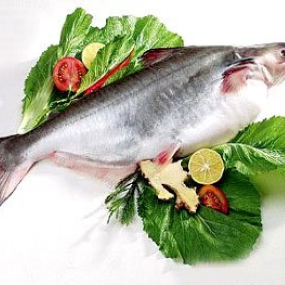 Pangasius Whole Fish